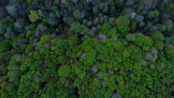 Uma Bela Vista Aérea Das Árvores Espessas Que Crescem Floresta — Fotografia de Stock