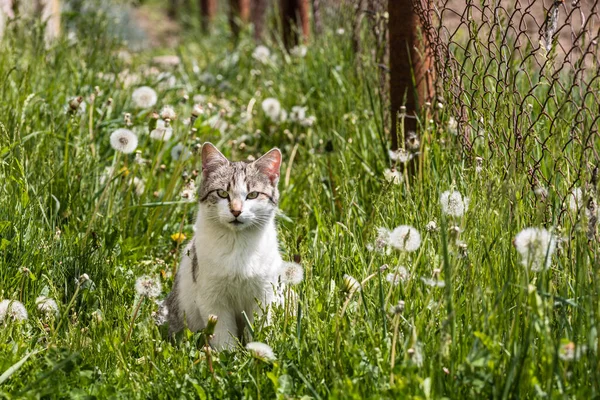 Ένα Πορτραίτο Μιας Αξιολάτρευτης Γάτας Που Κάθεται Στο Πράσινο Χωράφι — Φωτογραφία Αρχείου