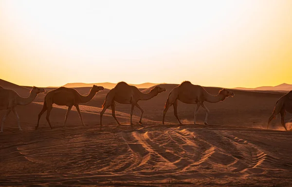 Beautiful Shot Camels Dubai Sunset — Stock Photo, Image