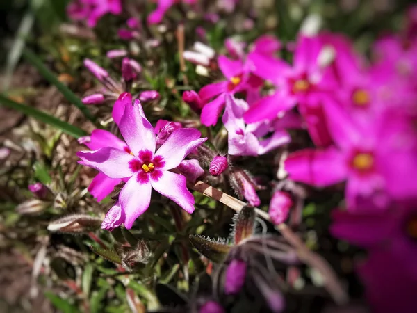 Tiro Foco Seletivo Flores Rosa Phlox Subulata — Fotografia de Stock