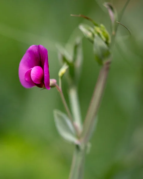Красива Квітка Гороху Танжер Розмитому Природному Тлі — стокове фото
