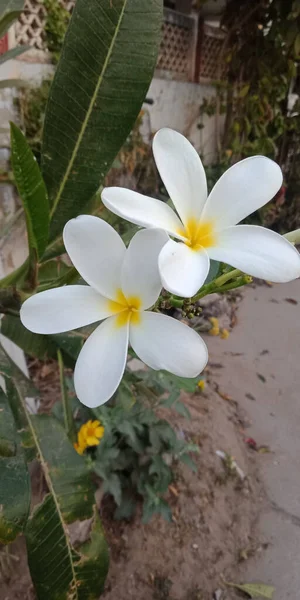 Zbliżenie Ujęcie Białego Plumeria Alba Kwiaty Uprawiane Ogrodzie — Zdjęcie stockowe