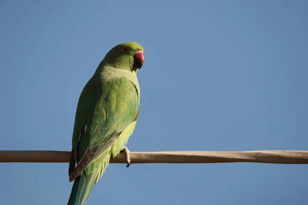 Closeup Shot Green Parrot Perched Pole Isolated Blue Background — 图库照片