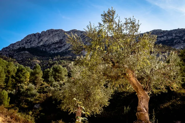 Uma Paisagem Uma Floresta Com Árvores Verdejantes Montanhas Rochosas Fundo — Fotografia de Stock