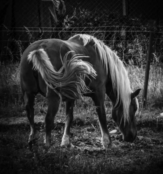 Šedá Šupina Koně Pojídajícího Trávu — Stock fotografie