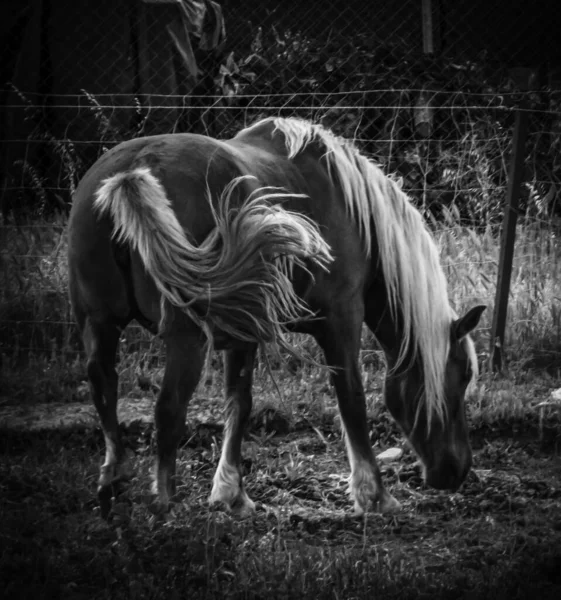 Une Échelle Gris Cheval Mangeant Herbe — Photo