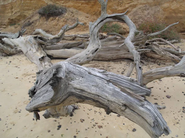 Detailní Záběr Poškozeného Naplaveného Dřeva Pláži — Stock fotografie