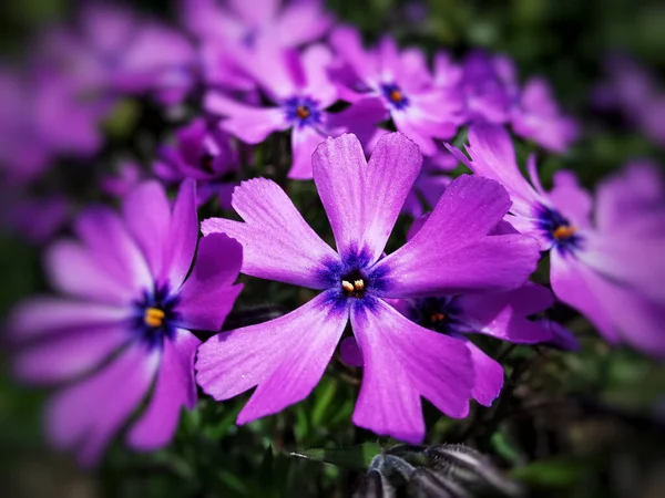 Tiro Foco Seletivo Flores Flox Musgo Roxo Florescendo — Fotografia de Stock