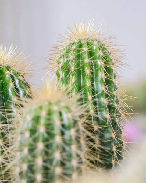Egy Közeli Felvétel Egy Éles Kaktuszról — Stock Fotó