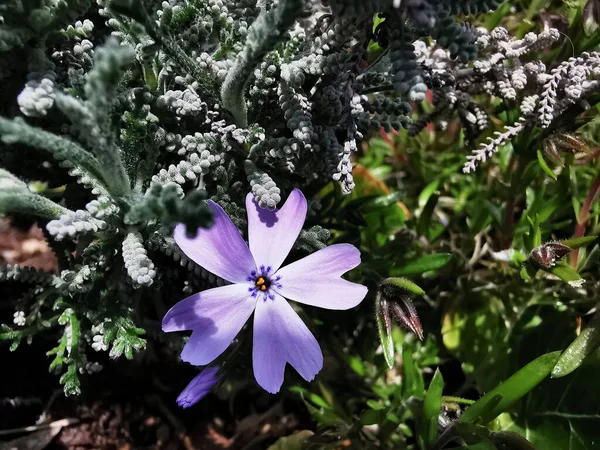 Tiro Close Uma Flor Flox Musgo Roxo Sob Luz Sol — Fotografia de Stock