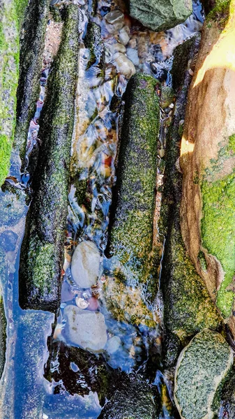 Primer Plano Las Piedras Cubiertas Algas —  Fotos de Stock