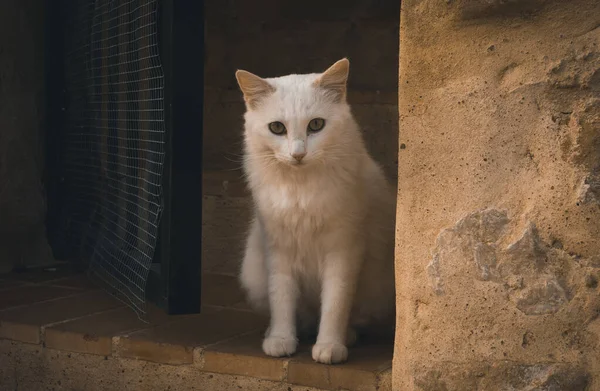 Hermoso Gato Blanco Con Lindas Patas Pie Umbral Mirando Directamente — Foto de Stock