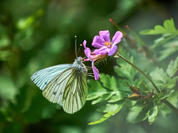 Uma Borboleta Flor Selvagem — Fotografia de Stock