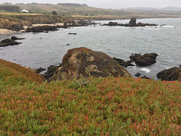 Coastal Landscape Meadow Sea Trinidad California — 图库照片