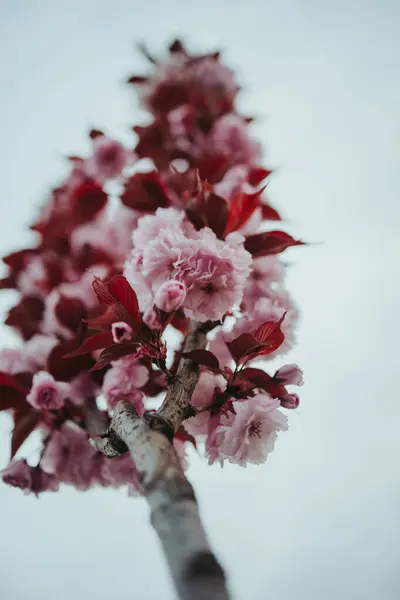 Selective Focus Blossomed Flowers Tree Branch — Stock Photo, Image
