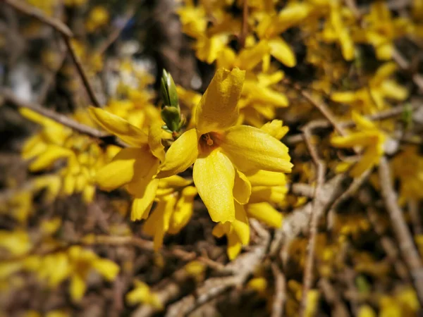 Une Mise Point Sélective Une Bordure Florissante Fleurs Forsythia — Photo