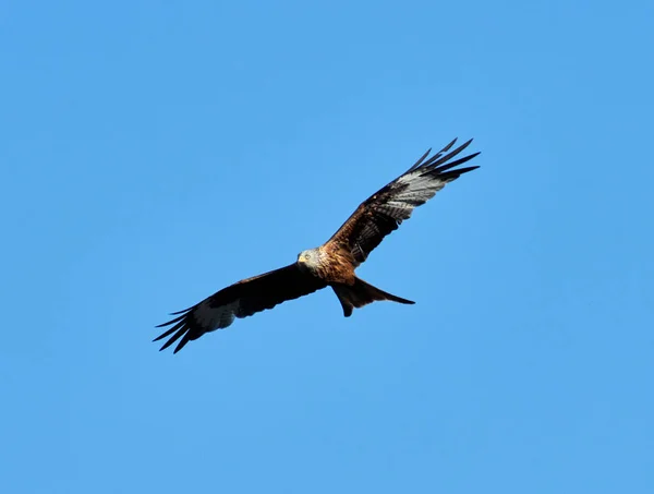 Eine Flache Aufnahme Eines Wunderschönen Weißkopfseeadlers Der Durch Einen Wolkenlosen — Stockfoto