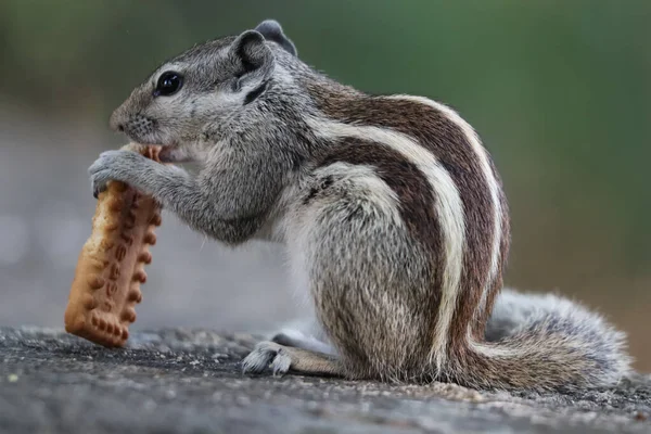 Tiro Close Esquilo Comendo Biscoito Uma Superfície Concreto — Fotografia de Stock