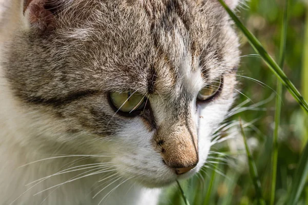 Närbild Skott Inhemsk Katt Sitter Det Gröna Fältet — Stockfoto