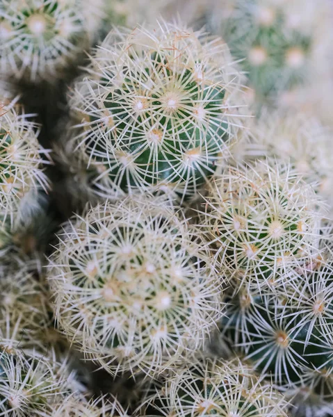 Primer Plano Cactus Afilado —  Fotos de Stock