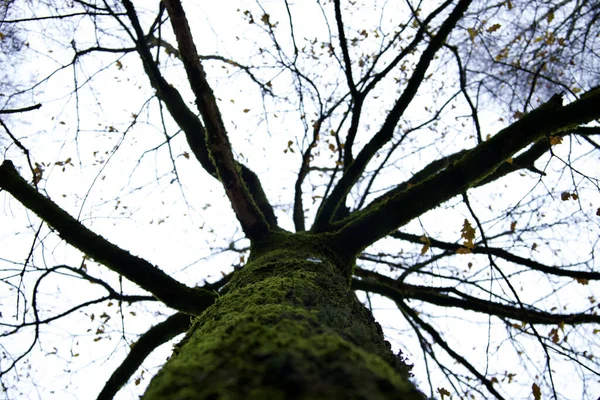 Tiro Ângulo Baixo Tronco Musgoso Uma Árvore — Fotografia de Stock