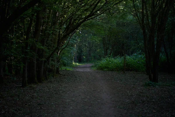 Chemin Dans Une Forêt Sombre — Photo