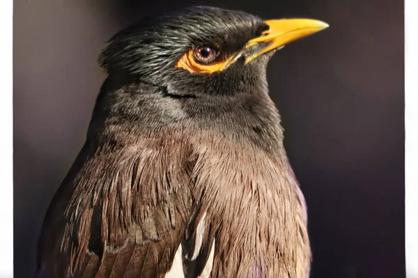 Een Close Van Spreeuw Vogel Een Donkere Achtergrond — Stockfoto