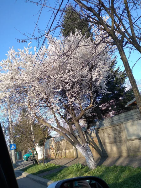 Plano Vertical Hermoso Árbol Con Flores Blancas Calle Fondo Azul — Foto de Stock