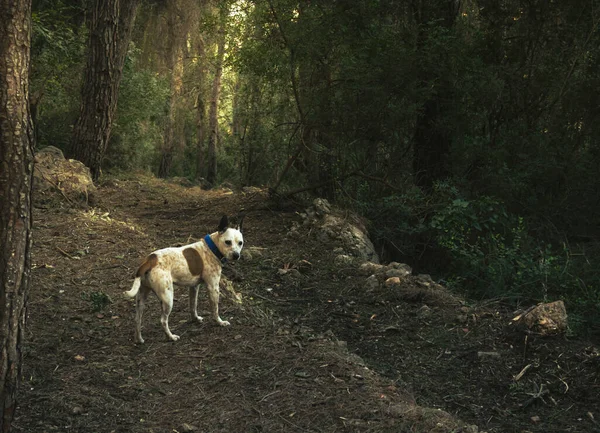 Ένα Όμορφο Σκυλί Στέκεται Στη Μέση Του Δάσους Κοντά Στα — Φωτογραφία Αρχείου