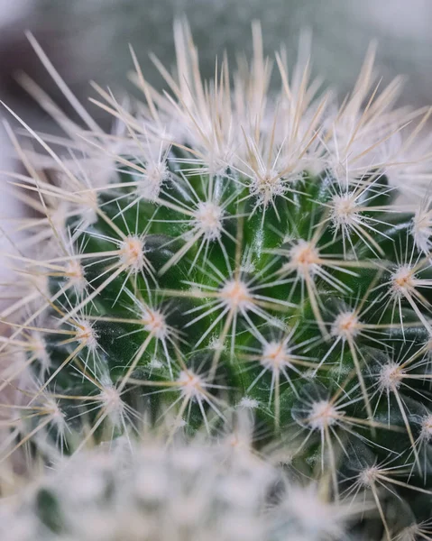 Primo Piano Cactus Affilato — Foto Stock