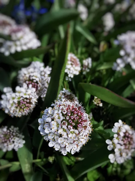 Tiro Vertical Flores Brancas Florescendo Ninebark — Fotografia de Stock
