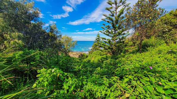 Prachtige Groene Vegetatie Met Oceaanachtergrond — Stockfoto