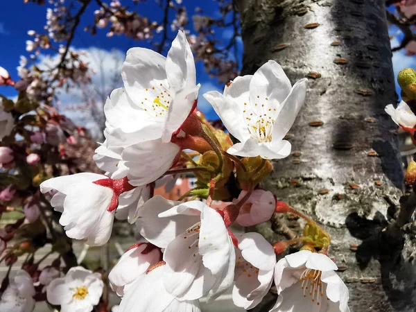 Tiro Foco Seletivo Flores Amêndoa Ramos — Fotografia de Stock