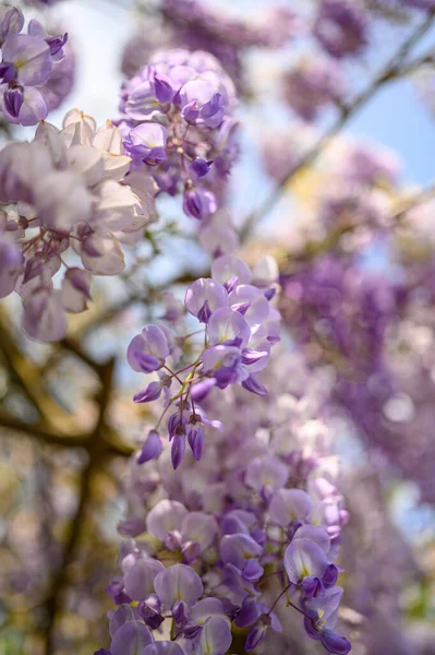 Uma Bela Vista Planta Floração Wisteria Roxa Crescendo Parque Dia — Fotografia de Stock