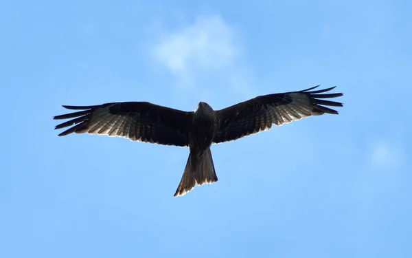 Black Kite Flying Blue Sky — Stock Photo, Image