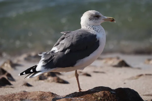 Gros Plan Une Mouette Perchée Sur Une Pierre Bord Mer — Photo