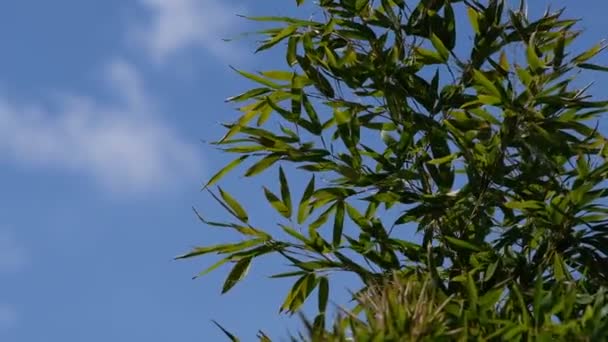 Зелене Листя Дереві — стокове відео