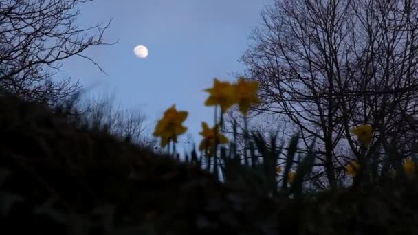 Prachtig Uitzicht Het Stadspark — Stockvideo