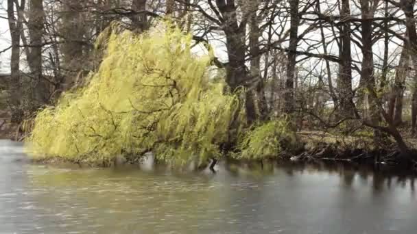 公園内の川の美しい景色 — ストック動画