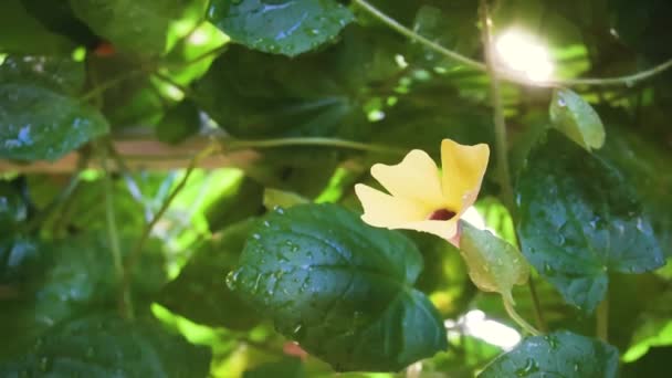 Hojas Verdes Jardín — Vídeos de Stock