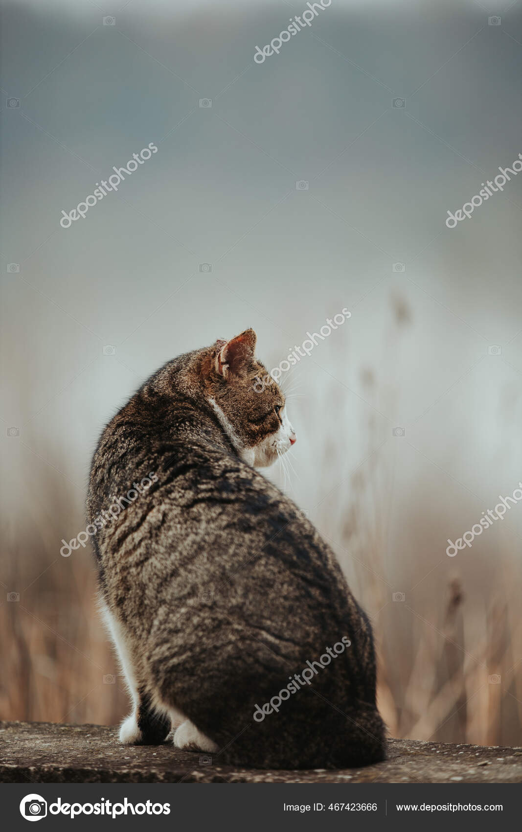 Vertical Back View Cute Cat Sitting Border — Stock Photo