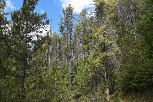 Tiro Árvores Altas Floresta Com Céu Azul Fundo — Fotografia de Stock