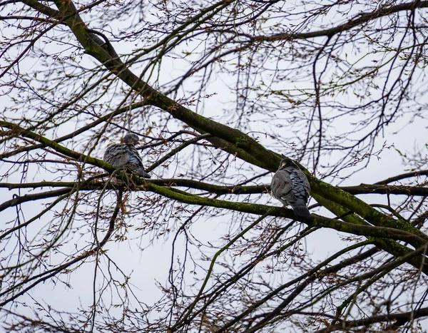 Krásný Záběr Ptáků Sedících Větvích Uschlého Stromu — Stock fotografie