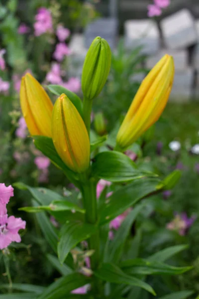 Eine Vertikale Aufnahme Schöner Gelber Blumen Botanischen Garten — Stockfoto