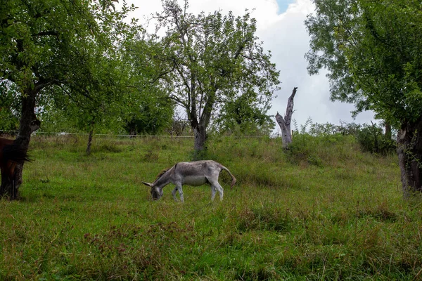 Cute Donkey Grazing Garden — Stock Photo, Image