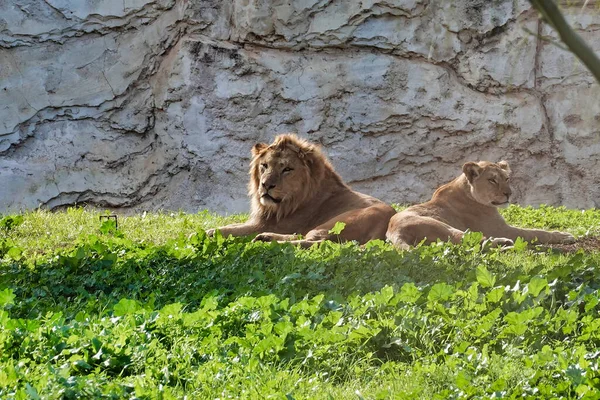 Beau Plan Lions Allongés Sur Champ Herbe — Photo