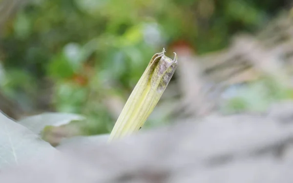 Zambak Çiçeği Tomurcuğunun Seçici Odak Noktası — Stok fotoğraf