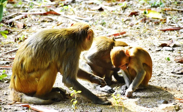 Beau Cliché Singes Macaques Barbares Jouant Sur Sol Par Une — Photo