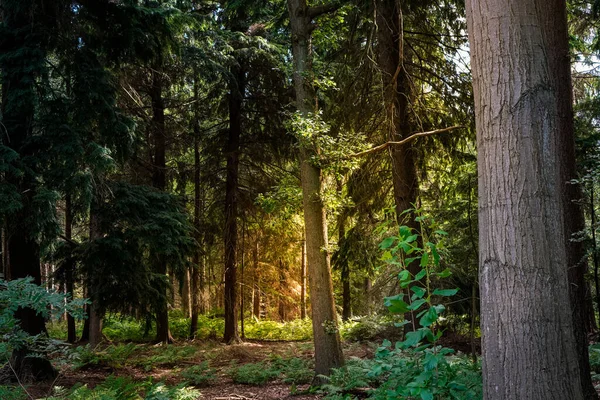 Ένα Καταπράσινο Δάσος Τον Ήλιο Λάμπει Μέσα Από Δέντρα — Φωτογραφία Αρχείου