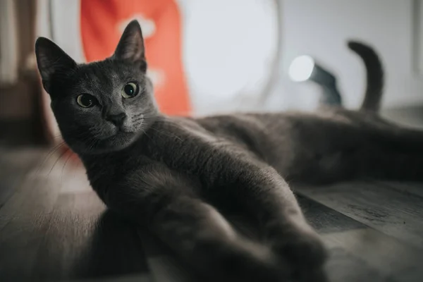 Adorável Russo Azul Gato Restingg Chão — Fotografia de Stock